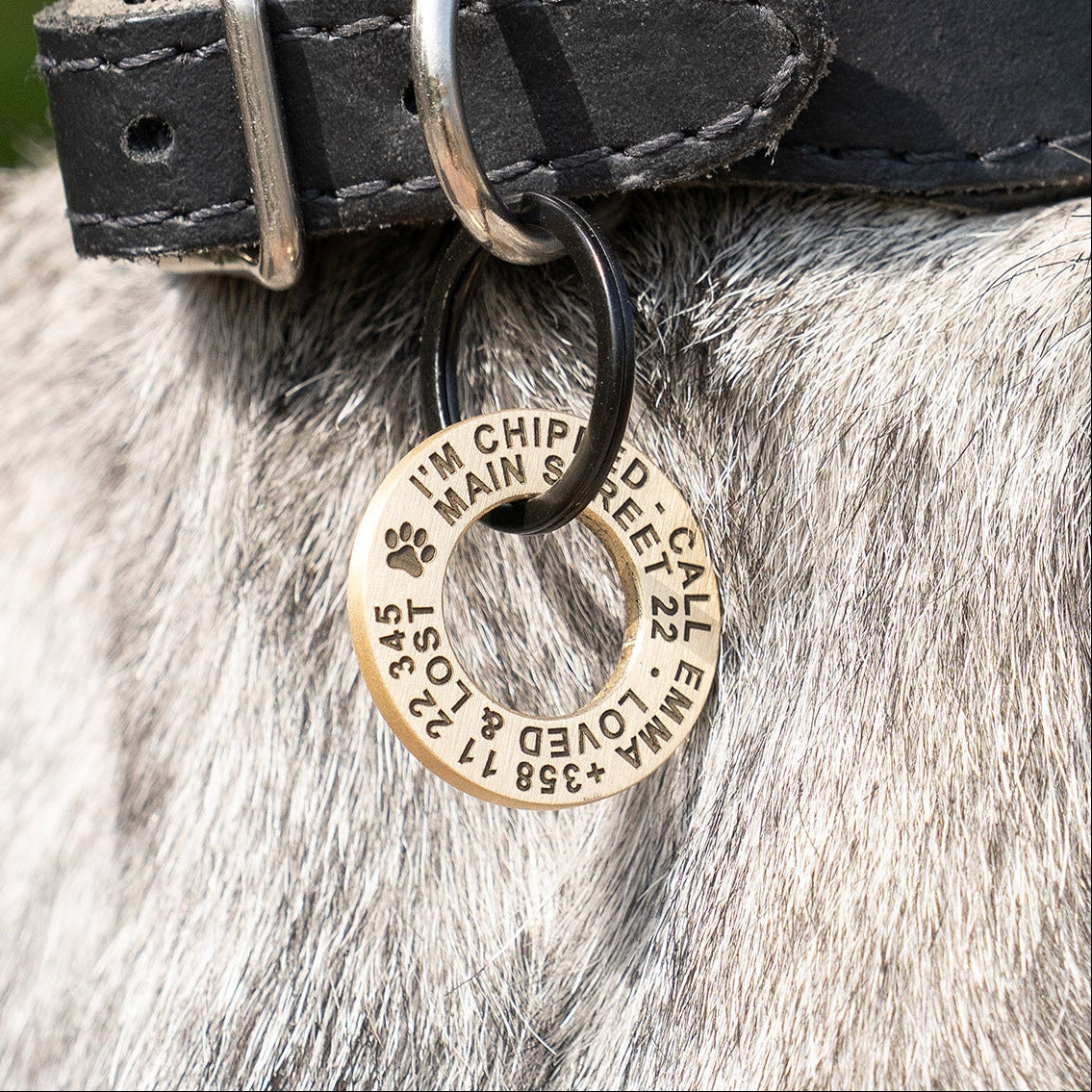Close-up of a dog collar with a black leather strap and brass pet dog id tag, attached to a gray dog's neck. A round engraved brass tag hangs from the collar.
